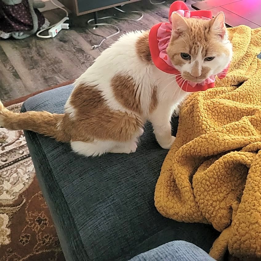 Photo of Peaches