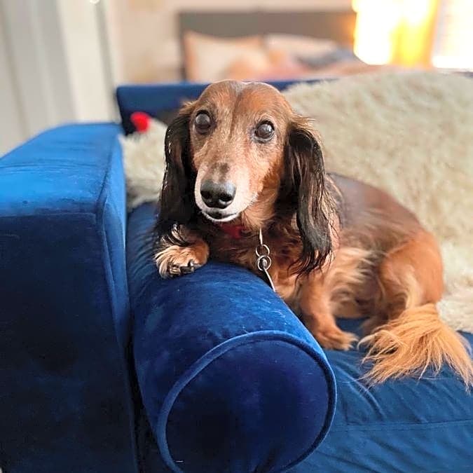 Photo of Rocco