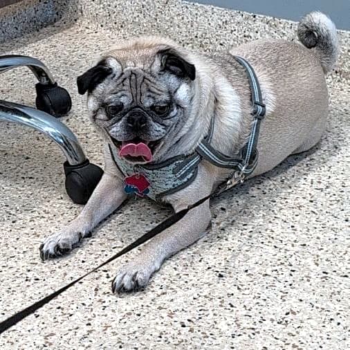 Photo of Pugsley