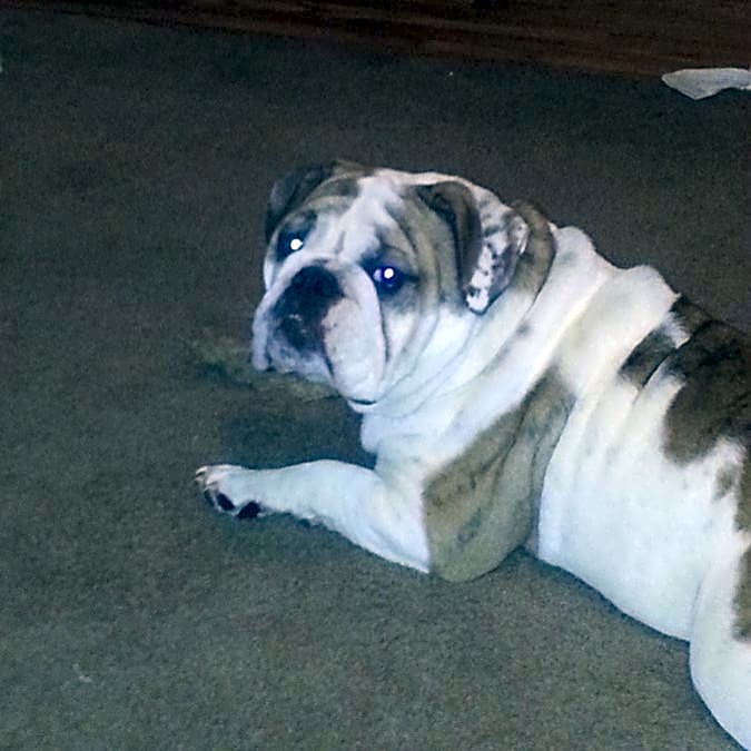 Photo of Pearl