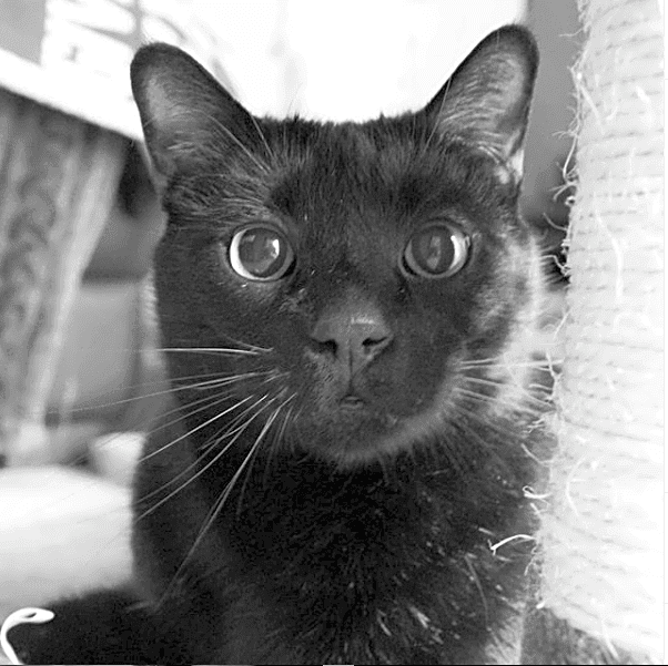 Photo of Atticus