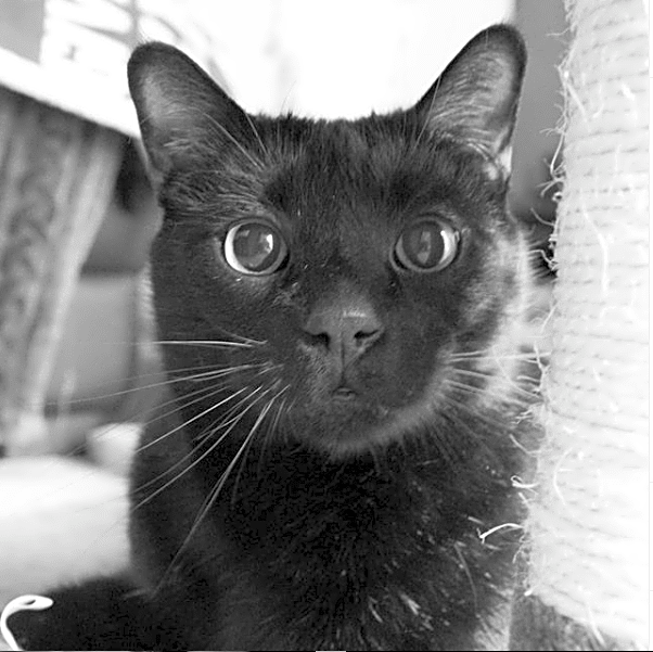 Photo of Atticus
