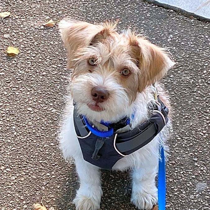 Photo of Ollie