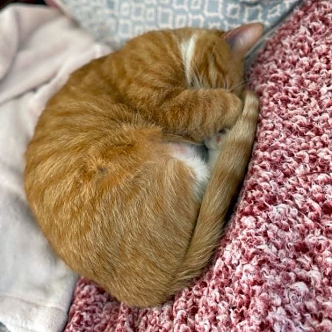 Photo of Munchkin