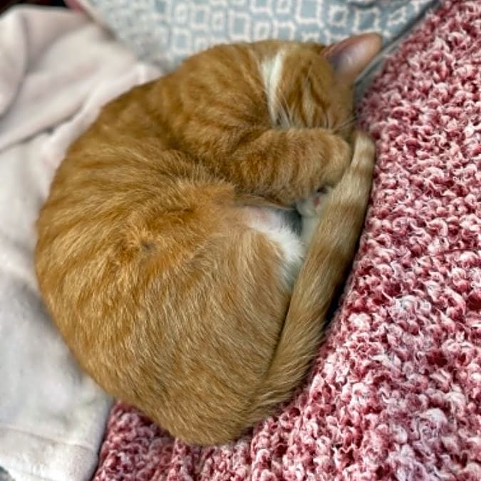 Photo of Munchkin