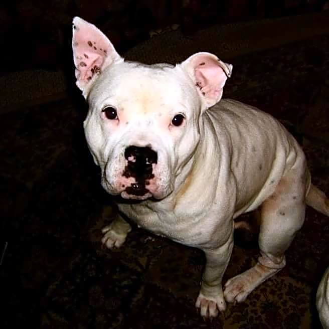 Photo of Chance