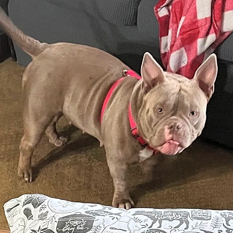 Photo of Puddles