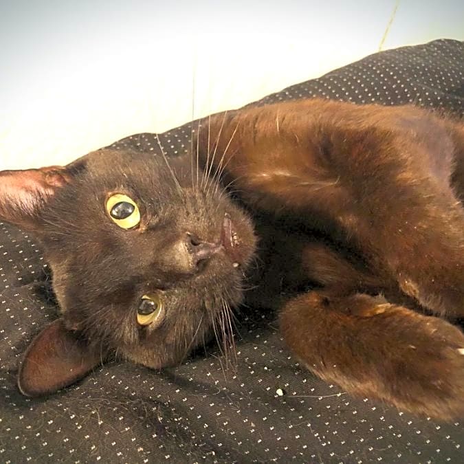 Photo of Pepper