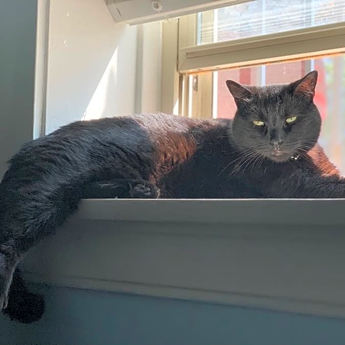 Photo of Toothless