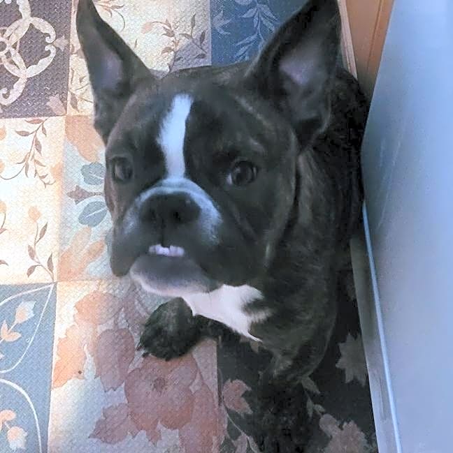 Photo of VIPER
