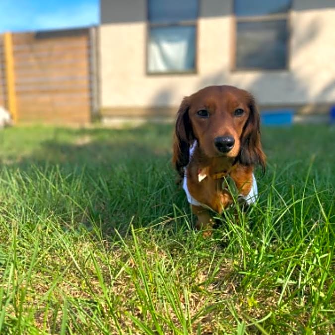 Photo of Tobi