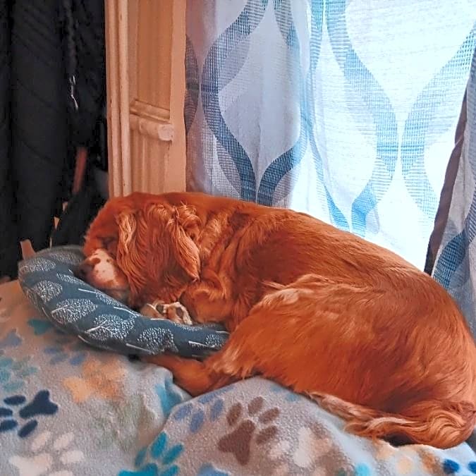 Photo of Watson