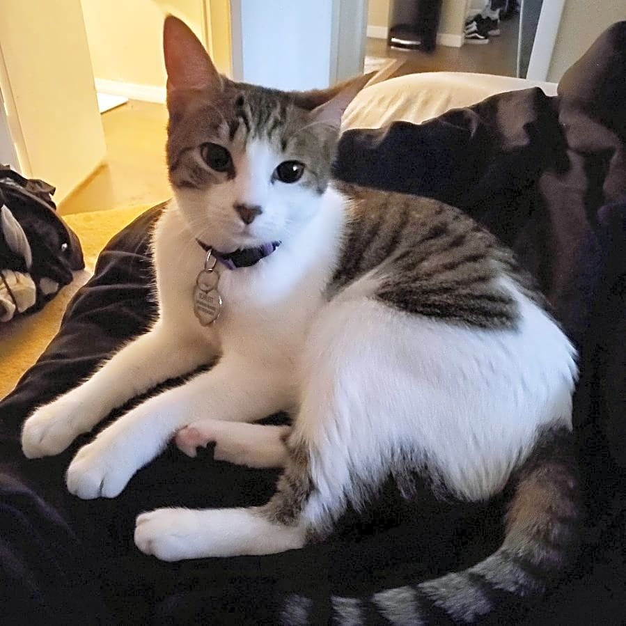 Photo of Scarlett