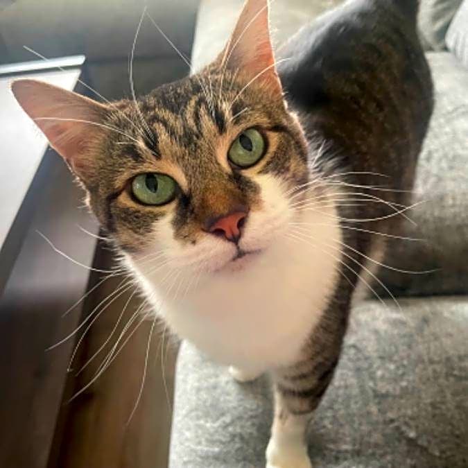 Photo of Sprinkles
