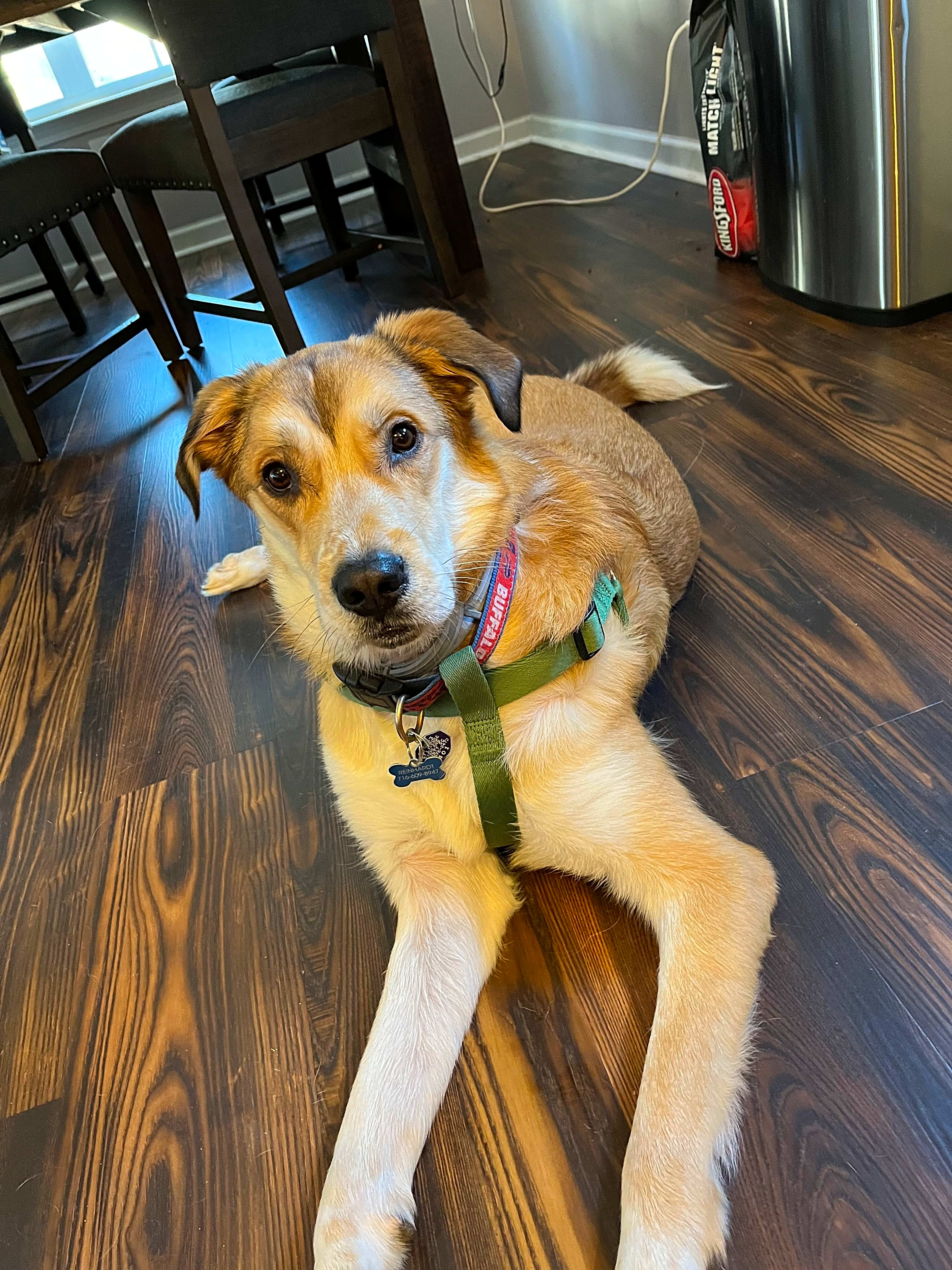 Photo of Bandit