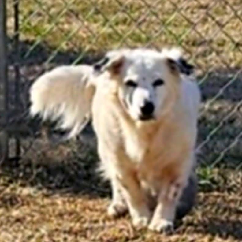 Photo of Shadow
