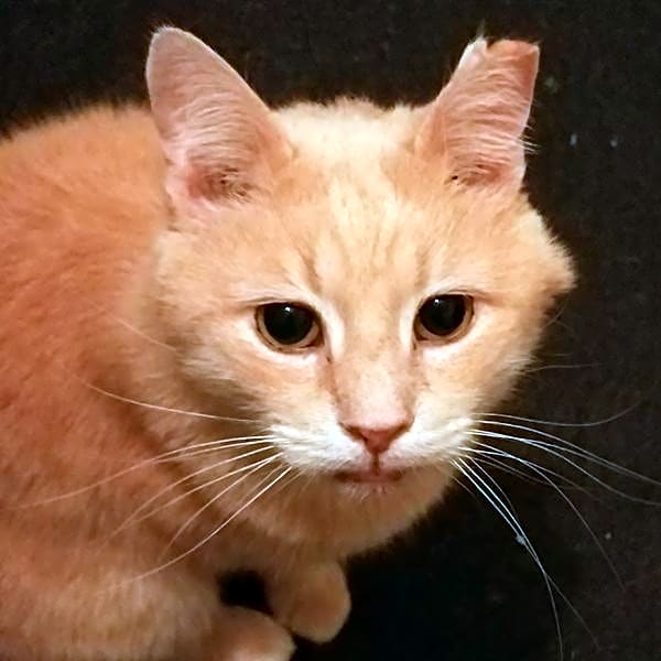 Photo of Frumpkin
