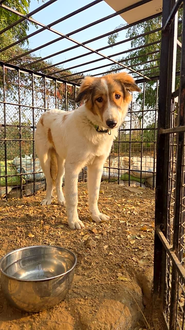 Photo of Cookie