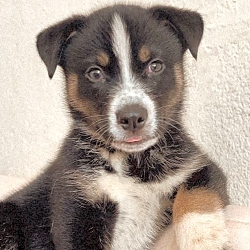 Photo of Atlas