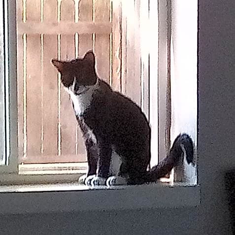 Photo of Domino