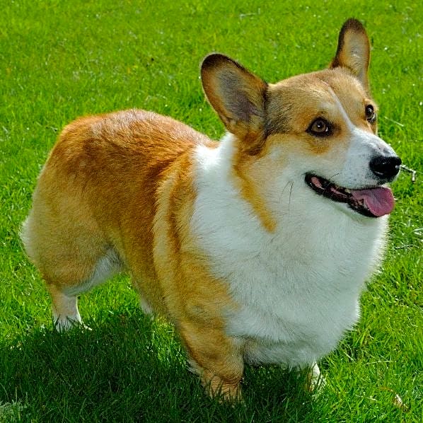 Photo of Dillon