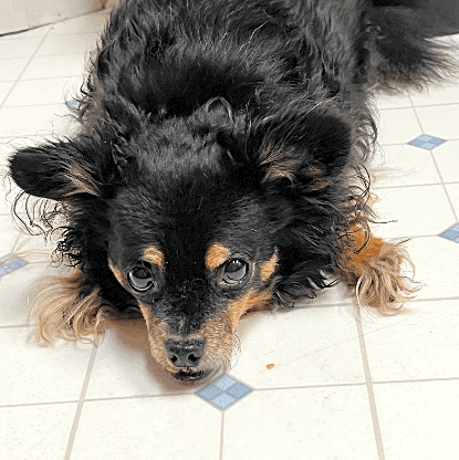 Photo of Chico