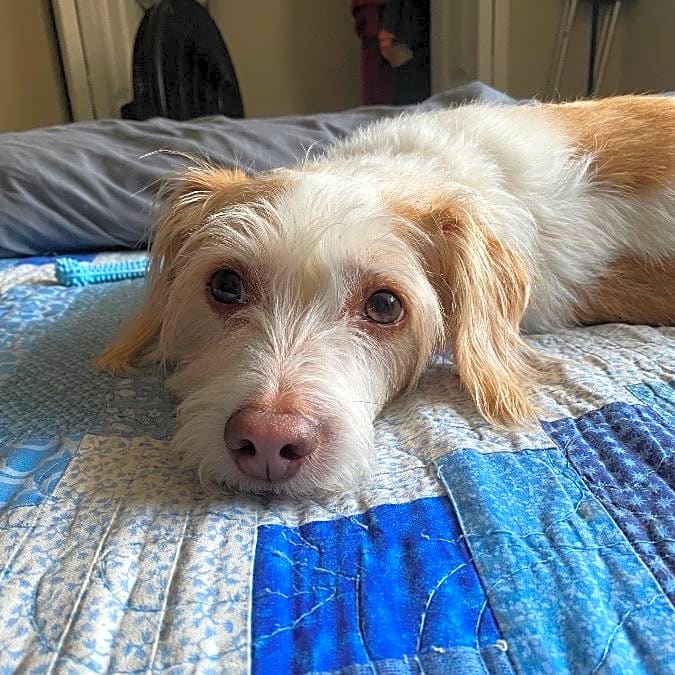 Photo of Benji