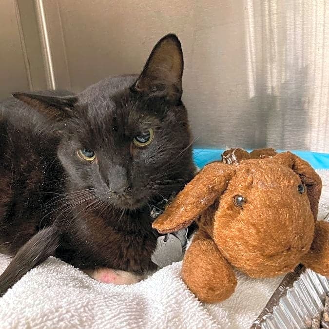 Photo of Tippy Bear