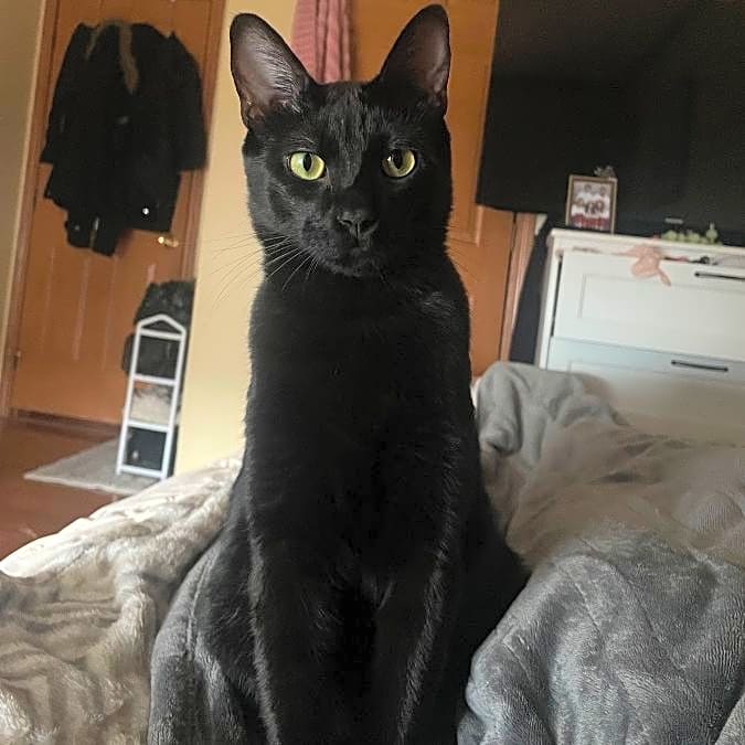 Photo of Draco
