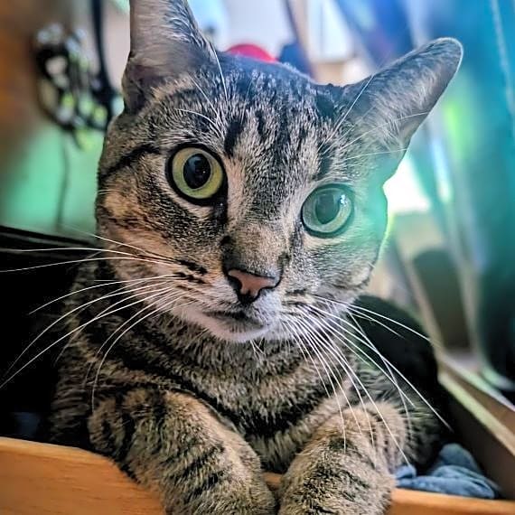 Photo of Cleocatra