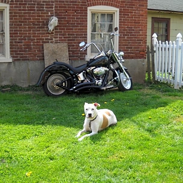 Photo of Bo