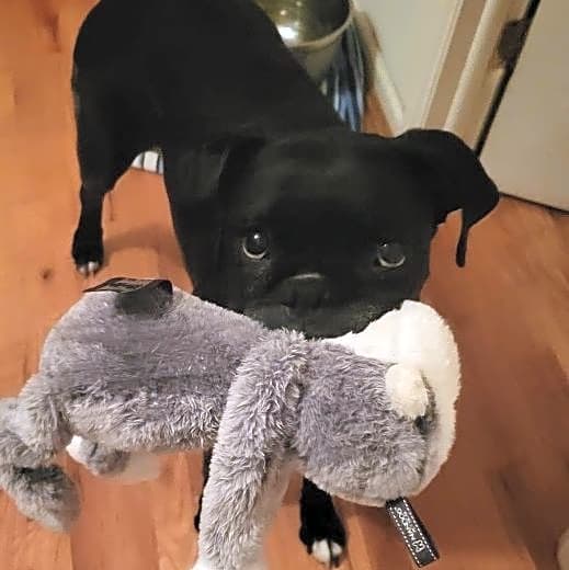 Photo of Lilly