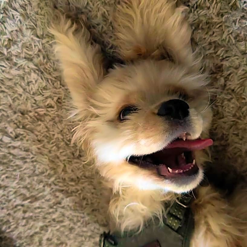 Photo of Teddy
