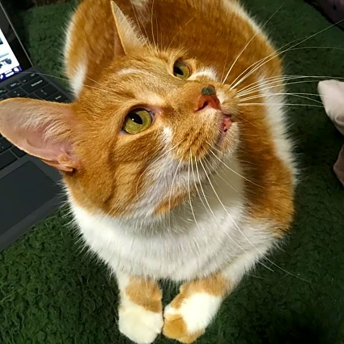 Photo of Patches