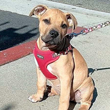 Photo of Nala