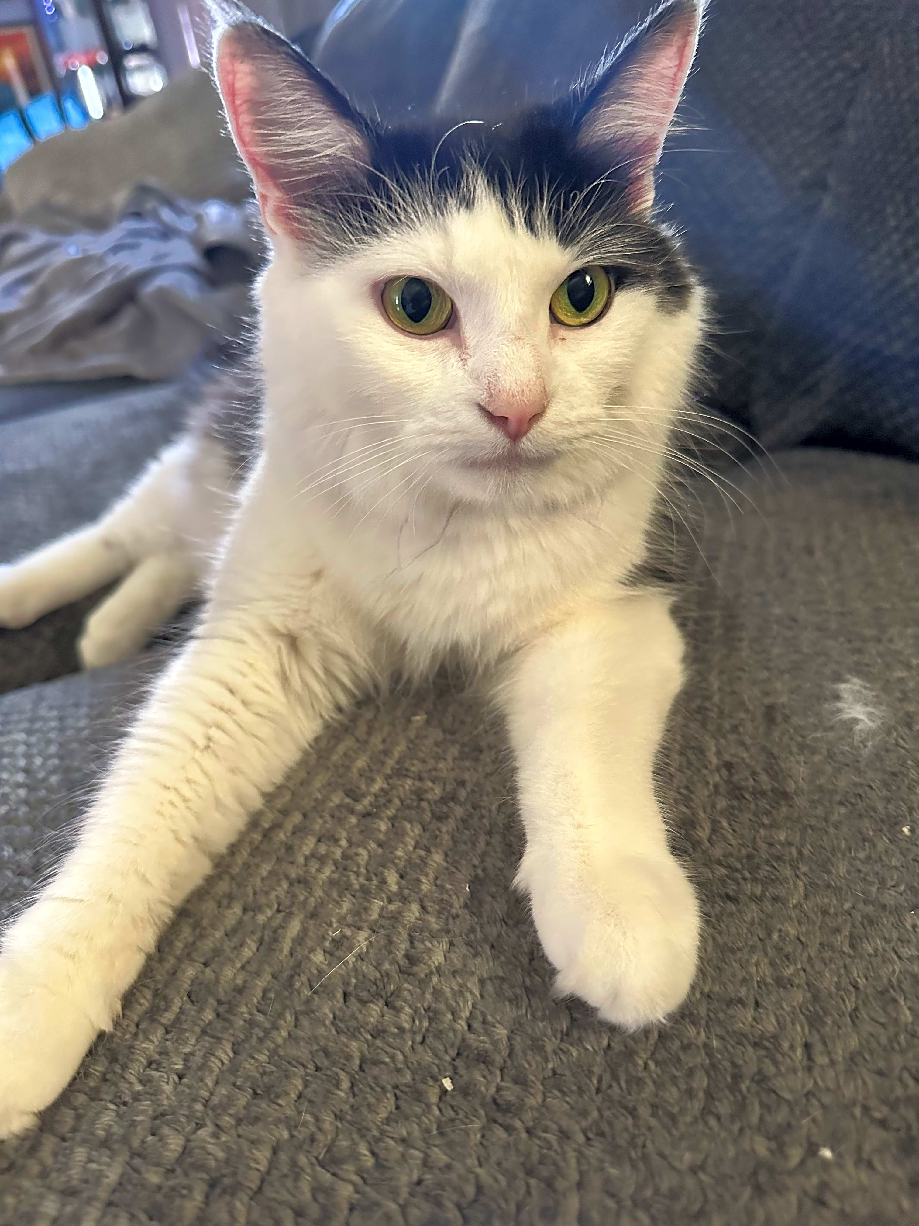 Photo of Bella
