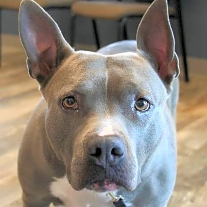 Photo of Remi