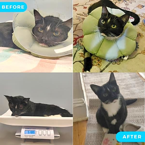 Photo of Tux