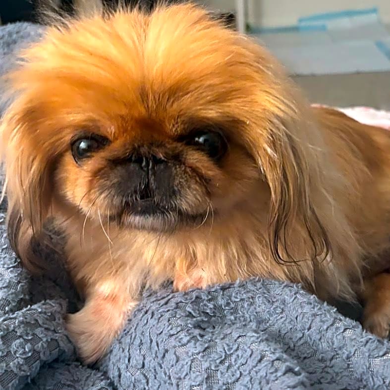 Photo of Lola