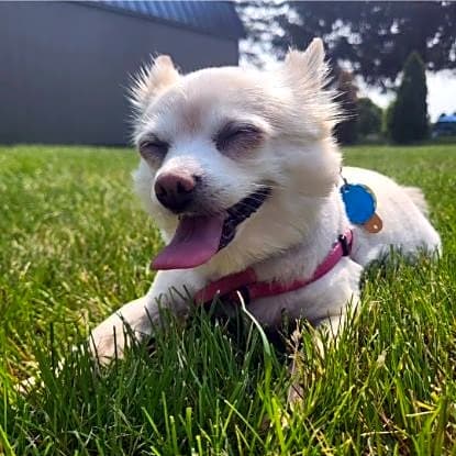 Photo of Pixie