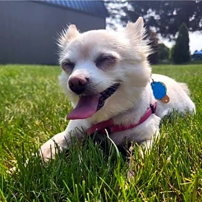 Photo of Pixie