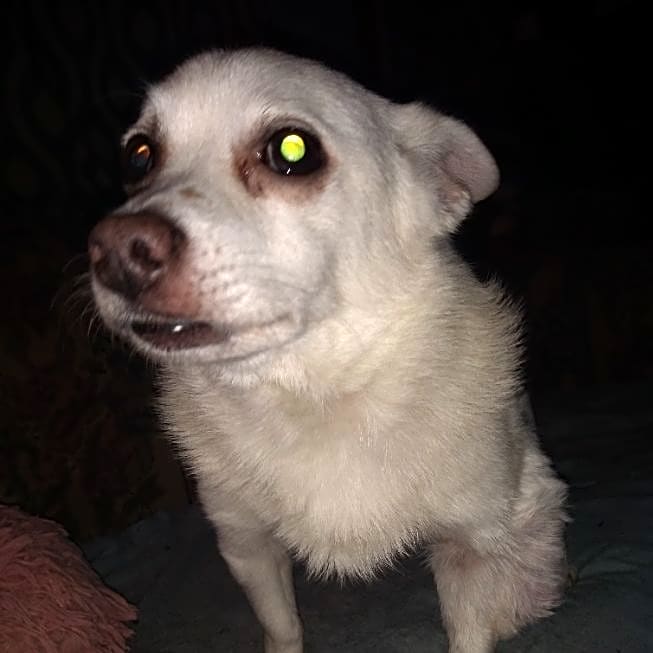 Photo of Little Bear