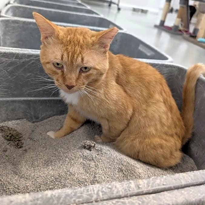 Photo of Archie