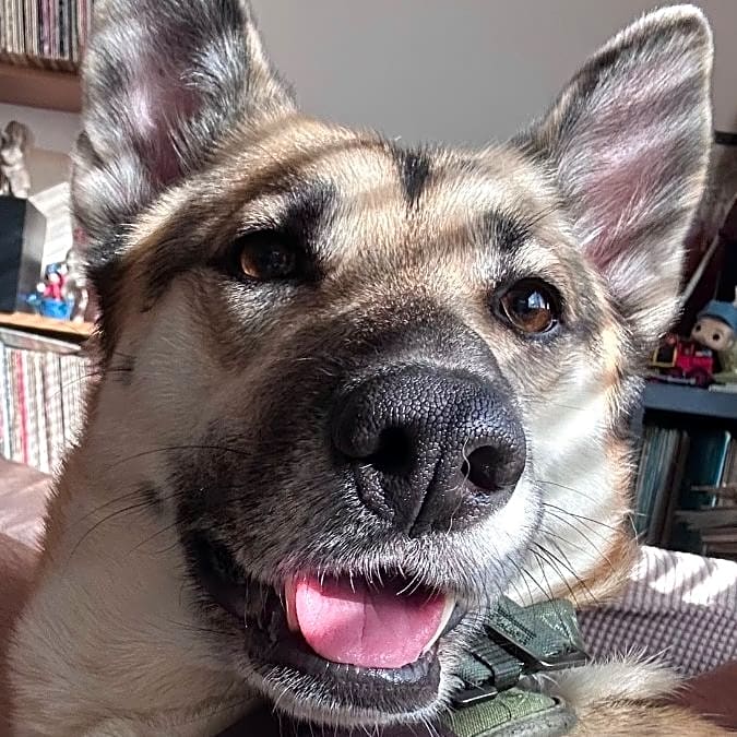 Photo of Piper