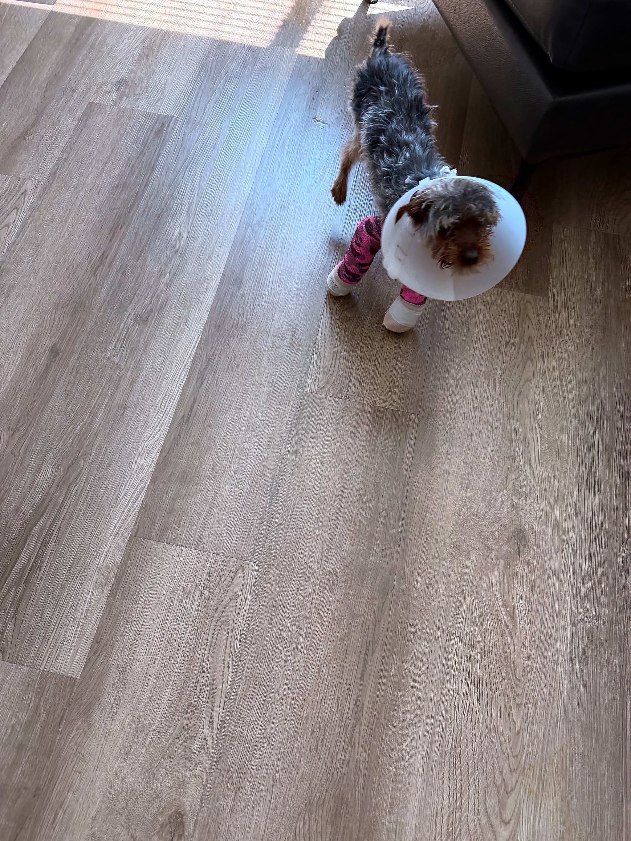 Photo of Sienna