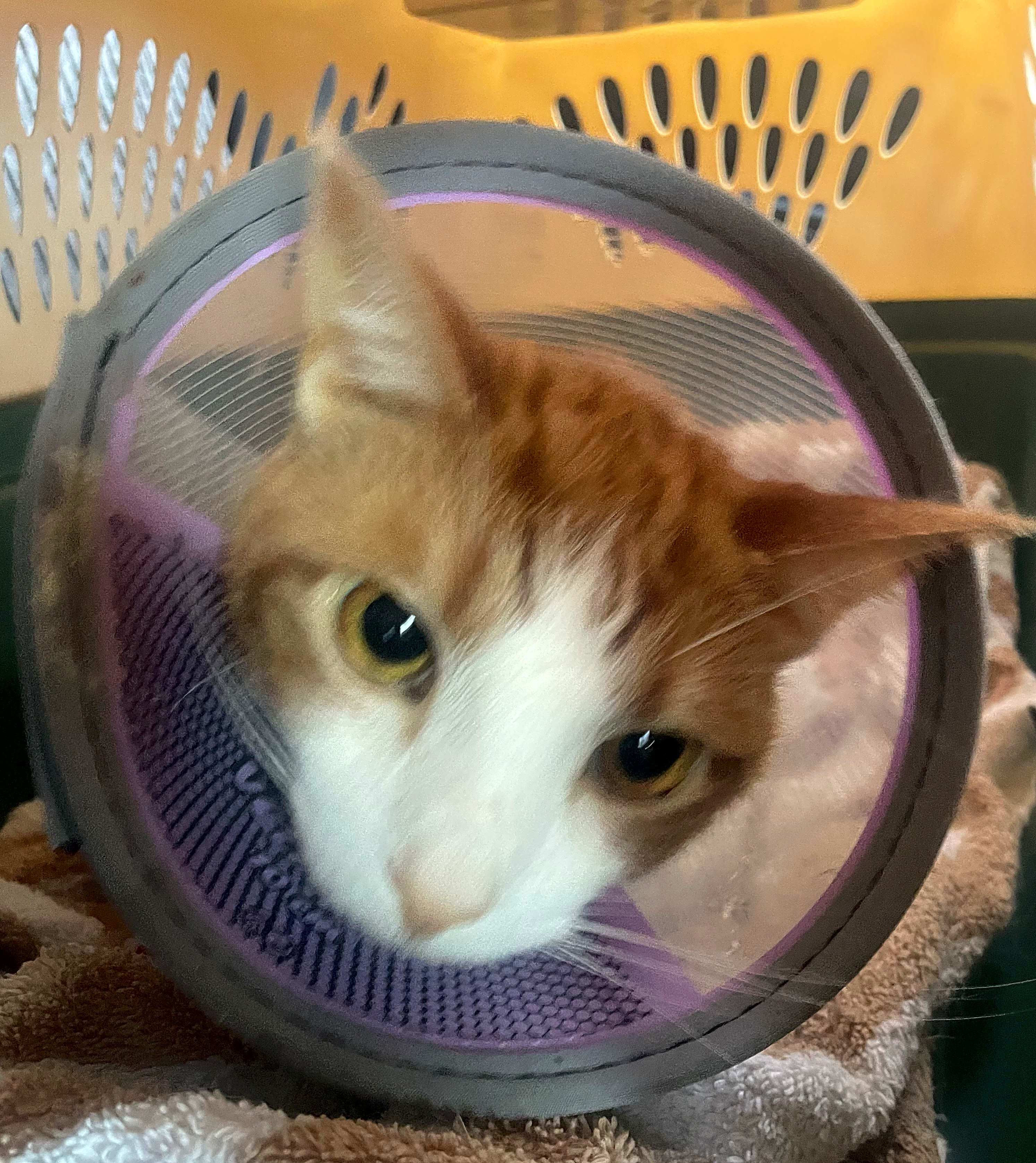 Photo of Toasty