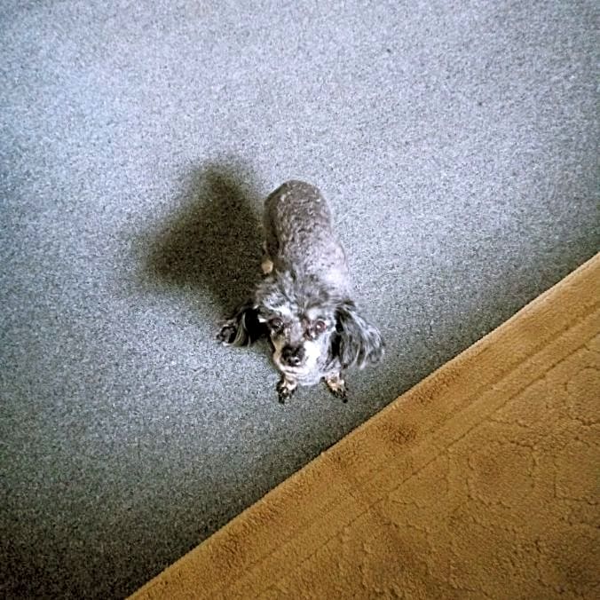 Photo of Jax