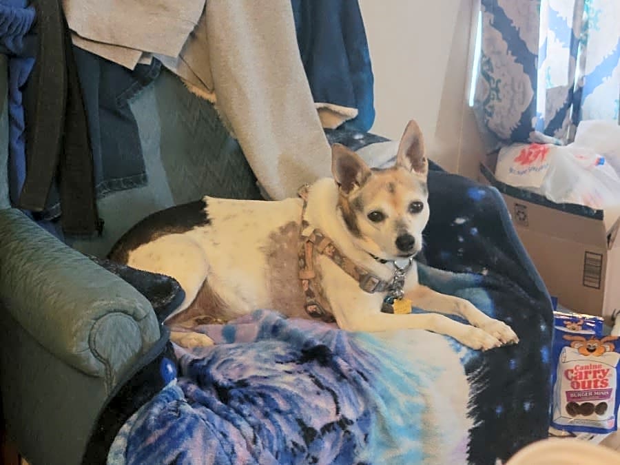 Photo of Shiloh