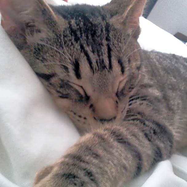 Photo of Cleo