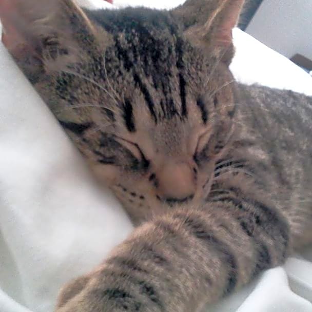Photo of Cleo